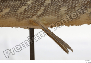 Northern pike belly fin 0004.jpg